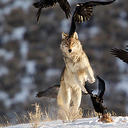 wolvesofhorizon avatar