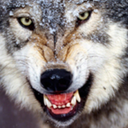 wolvesvswerewolves avatar