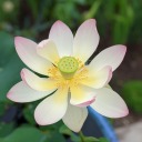 womaninstemandleaves avatar