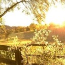 wombatszombat avatar