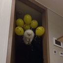 wonder-and-despair avatar