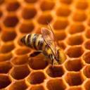 wonderfulwombat avatar