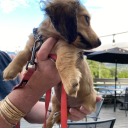 wonderfulwyrm avatar