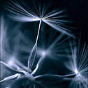 wonderingpiece avatar