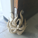 wonderlanderr avatar