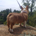 wonderlandgoat avatar