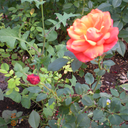 wonderouslyimaginative avatar