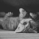 wont-notice-you avatar