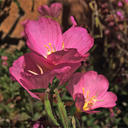 wood-fires-archive avatar