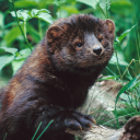 woodelfprince avatar