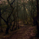 woodlandlullaby avatar