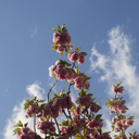 woodlandvibes avatar