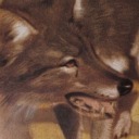 woodpeckermarbles avatar