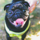 woodythepug avatar