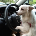 woolsparkfire avatar