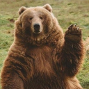 wooly-browniebear avatar