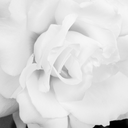 wooshifer-blog avatar