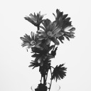 wordpress-blaze-243284083 avatar