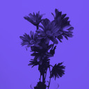 wordpress-blaze-244265687 avatar