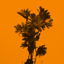 wordpress-blaze-247027192 avatar