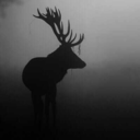 words---are---wind avatar