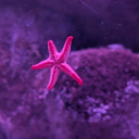 words-after-midnight avatar