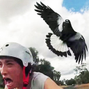 words-from-a-magpie avatar