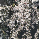 words-we-neversaid avatar