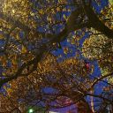 words-with-wren avatar