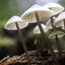 wordsandrambling avatar