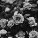 wordsandvoice avatar