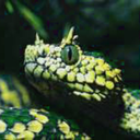 world-serpent-jormungandr avatar