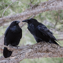 world-wanderer avatar