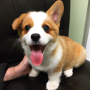 worldofcorgi avatar