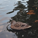 worldoftrains avatar