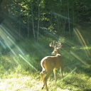 worldwidewebdotolivedotcom avatar