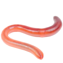 worm-suggestion avatar