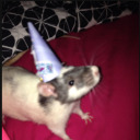 wormtail-on-a-string avatar