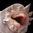 wormtaste avatar