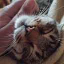 worntofrazzle avatar