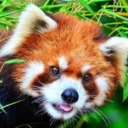 wortfoundabug avatar