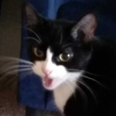 worthlesswall avatar