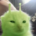 woskkitty2 avatar