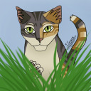 wotc-official avatar