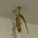 wow-look-at-this-idiot avatar