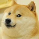 wowsodoge avatar