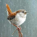 wren-in-the-rain avatar