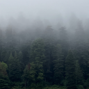 wren-of-the-woods avatar