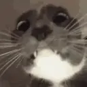 wrensa-gremlin avatar