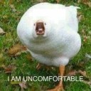 wretchedrabidrabbit avatar